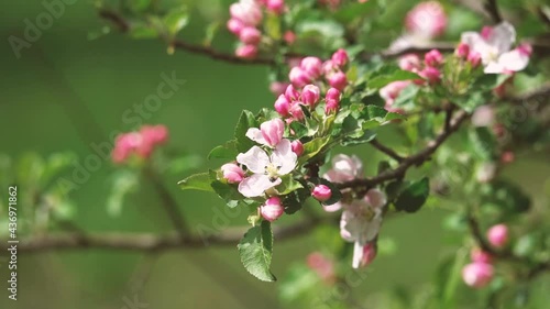 Blüten im Frühling