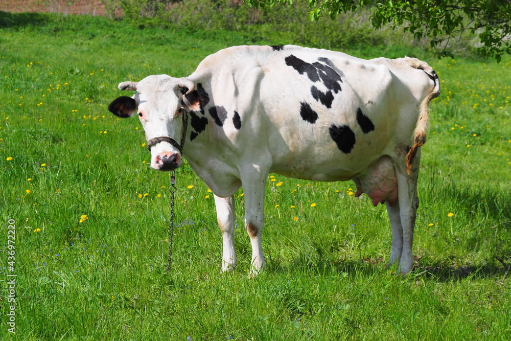 adult cow grazes in the summer on the eastern green meadow