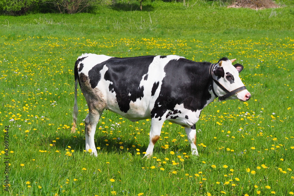 adult cow grazes in the summer on the eastern green meadow