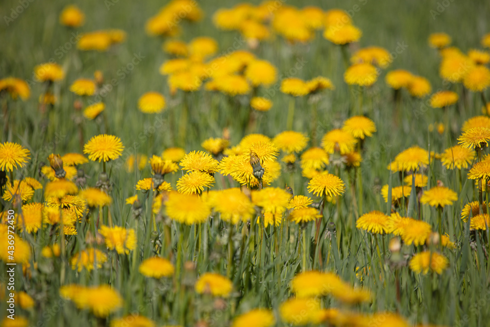 Yellow dandelions on the field, close-up .. Concept, Summer, blooming.
