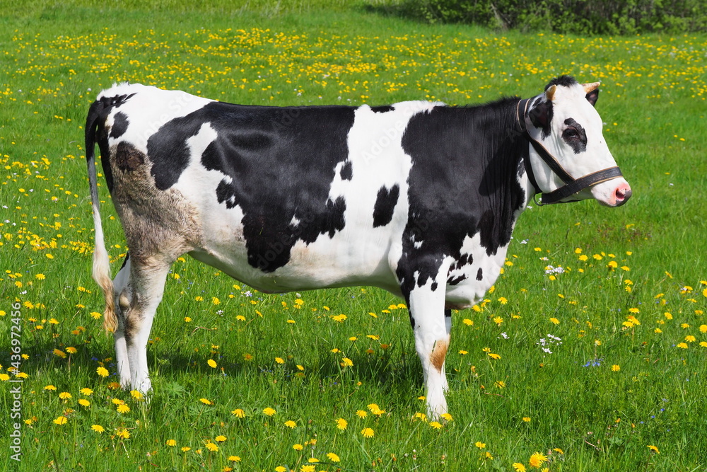 adult cow grazes in the summer on the eastern green meadow