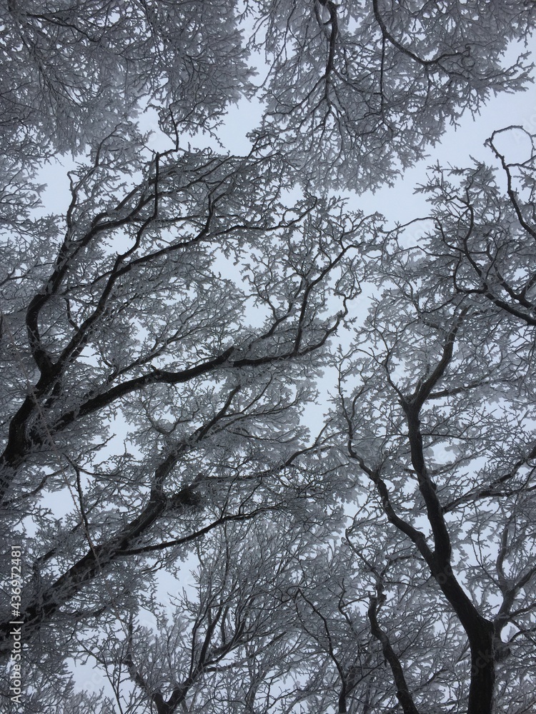 Below trees covered with heavy snow at Halla mountain Below trees covered with heavy snow at Halla mountain