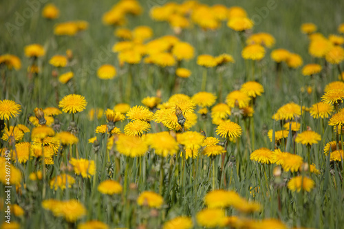 Yellow dandelions on the field, close-up .. Concept, Summer, blooming. © M.V.schiuma
