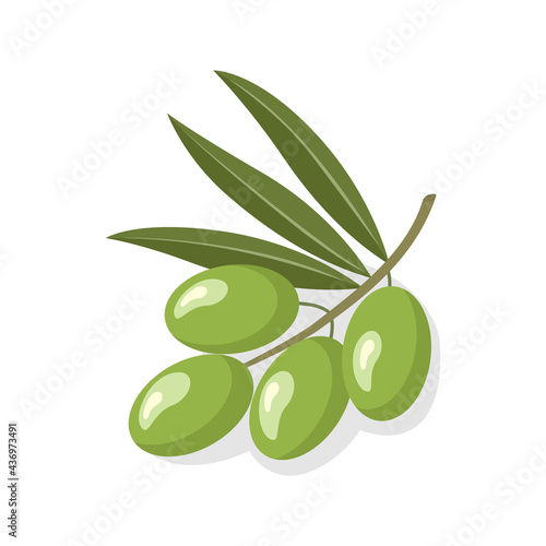 Olive green of useful natural organic delicious fruit with leaves. Realistic illustration. Can use as a symbol, icon, emblem, label, logo. Vector illustration