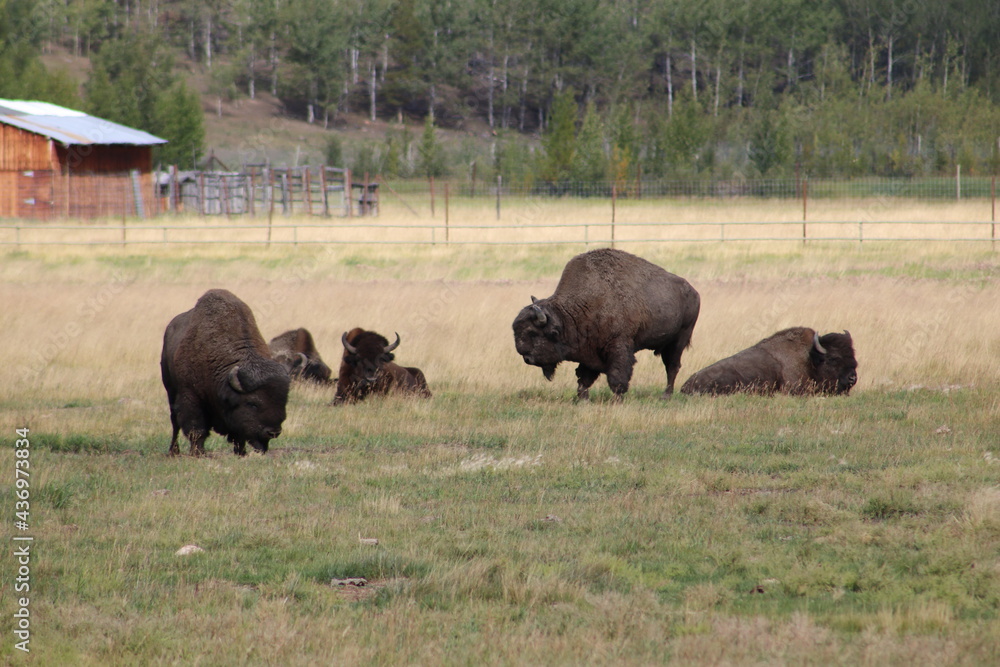 american buffalo in park national park american buffalo in park national park