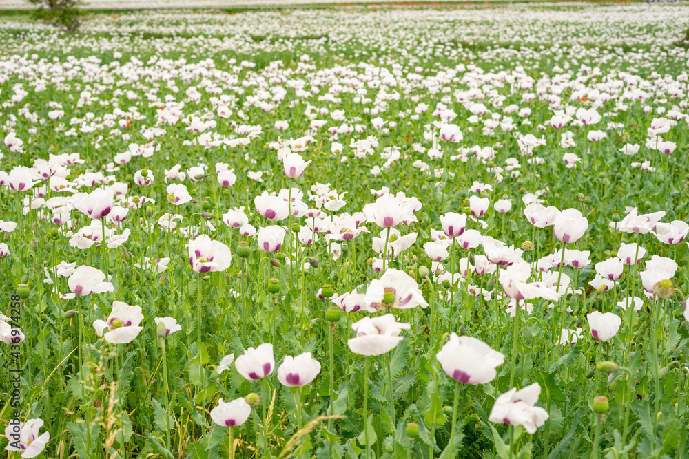 Field of flowering white poppies. Plant floral background