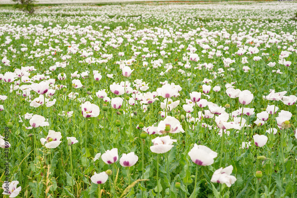 Field of flowering white poppies. Plant floral background Field of flowering white poppies. Plant floral background