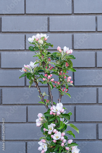 a bunch of tiny pink flowers blooming on the branches in front of a grey blocked wall