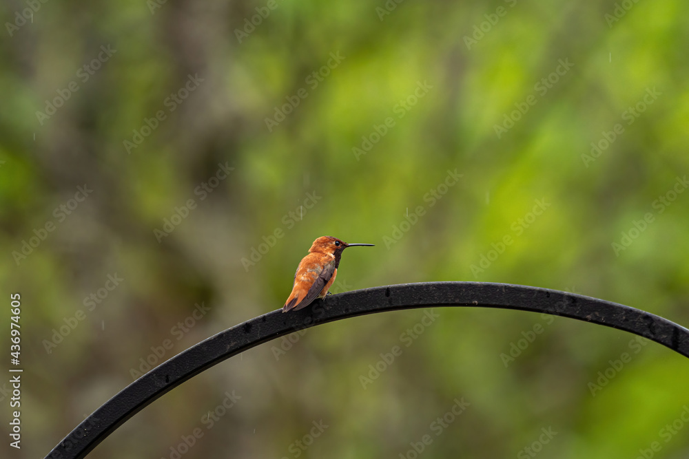 close up of a tiny Rufous hummingbird resting on the metal bar of the bird feeder in the park