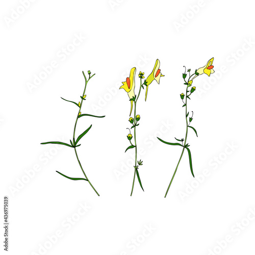 Linaria vulgaris, common toadflax, yellow toadflax or butter-and-eggs is a species of toadflax, snapdragon, Plantaginaceae family hand drawn vector illustration doodle sketch colorful plant isolated photo