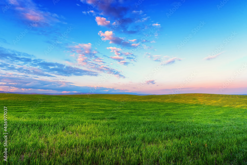 fields of green lush grass to the horizon, sunset sky with clouds, sun light, plantations in the steppes of Kyrgyzstan fields of green lush grass to the horizon, sunset sky with clouds, sun light, plantations in the steppes of Kyrgyzstan