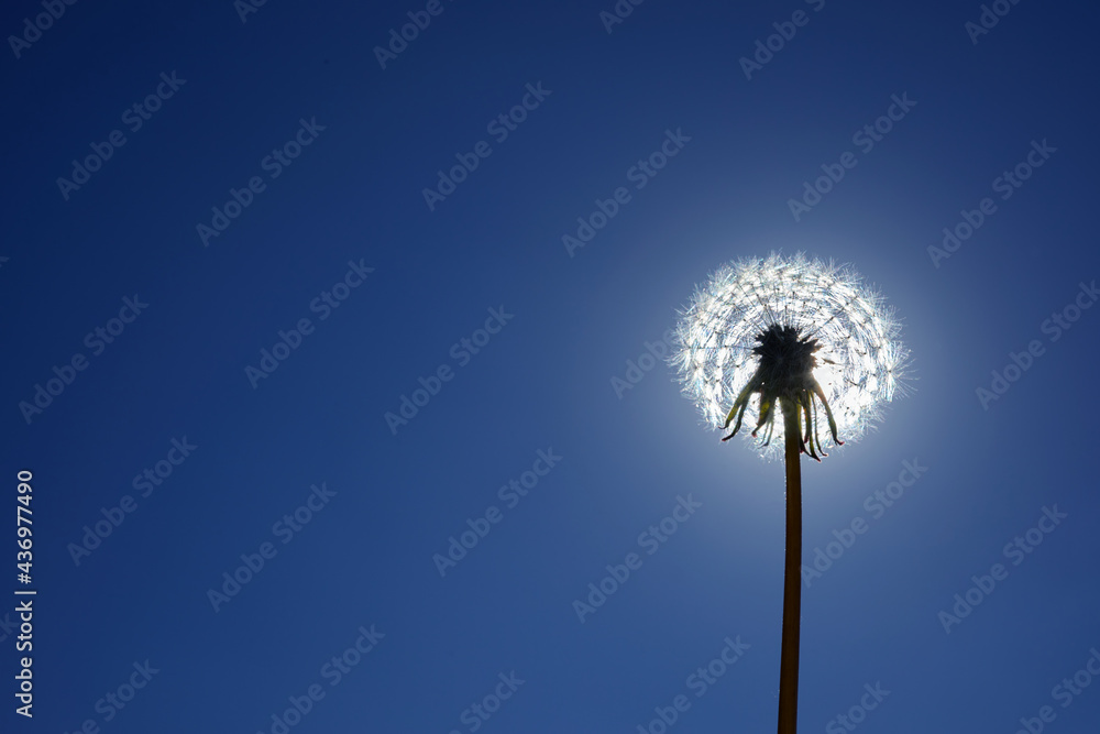 Fototapeta premium A white fluffy dandelion on blue sky. A round head of a summer plant. The concept of freedom, dreams of the future