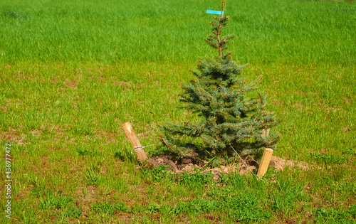 A young spruce sapling with stakes for garter plants photo