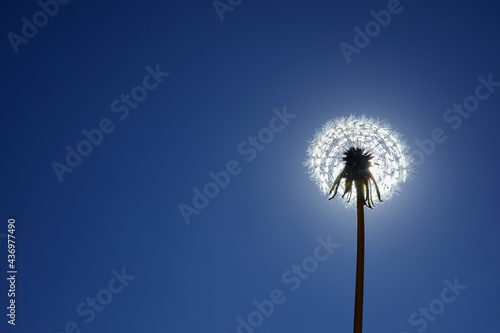 A white fluffy dandelion on blue sky. A round head of a summer plant. The concept of freedom  dreams of the future