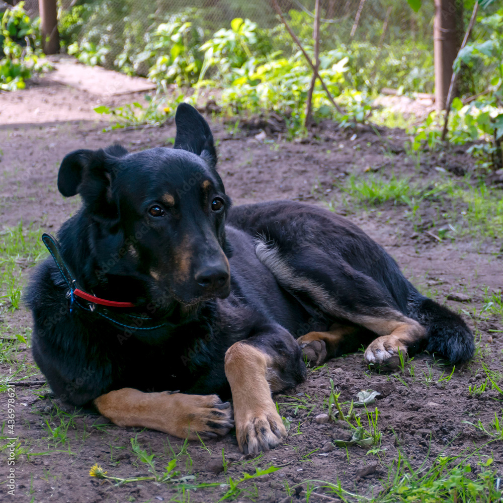 The black dog lies in the shade of the garden.