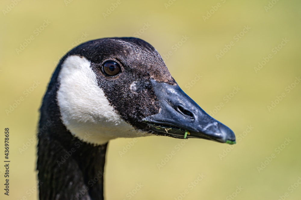 Close up of Canadian goose. Wildlife photography. Close up of Canadian goose. Wildlife photography.