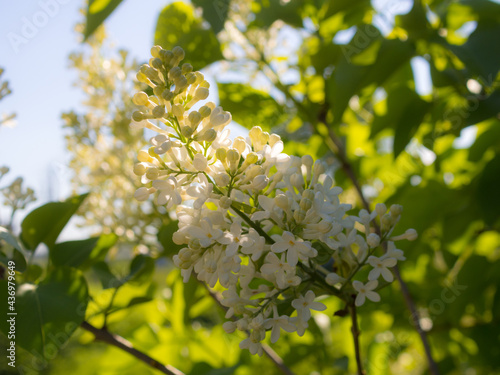 white lilac in spring