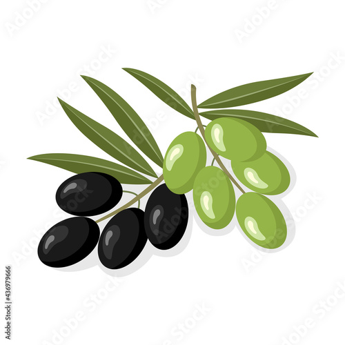 Olive green and black collection of useful natural organic delicious fruit with leaves. Realistic illustration. Can use as a symbol, icon, emblem, label, logo. Vector illustration