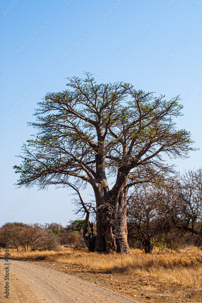 Baobab tree in the sun in the Kruger Park in South Africa Baobab tree in the sun in the Kruger Park in South Africa