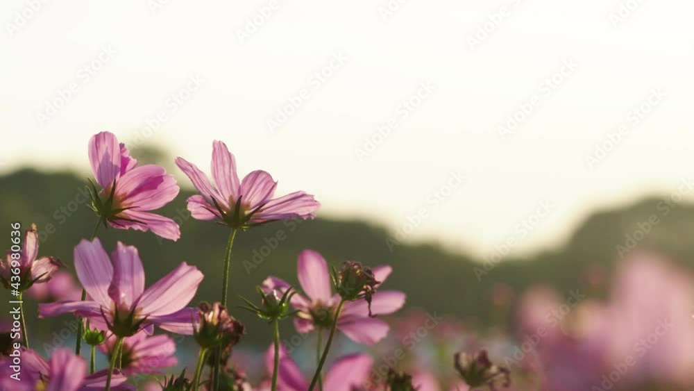 Close up beautiful pink cosmos in the garden Close up beautiful pink cosmos in the garden