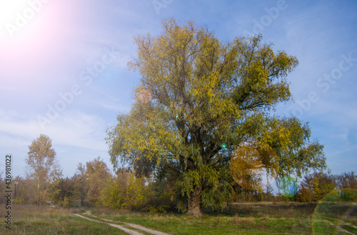 drooping branches of an old hundred-year-old willow. old tree in autumn forest