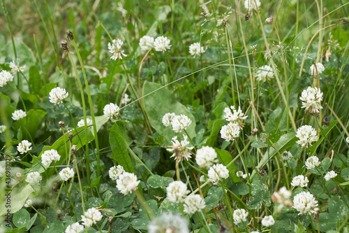 Flower in forest meadow, Untreated photo