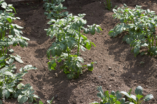 Green potato on field.