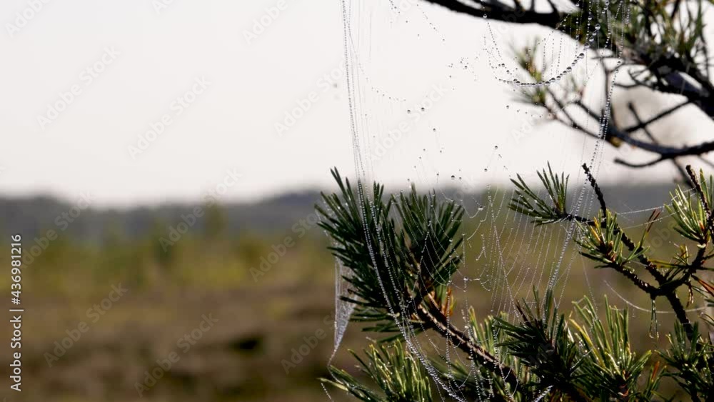 Cobwebs with small dew drops flutter in light breeze on branches in late summer morning. August concept.
Cobwebs with small dew drops flutter in light breeze on branches in late summer morning. August concept.