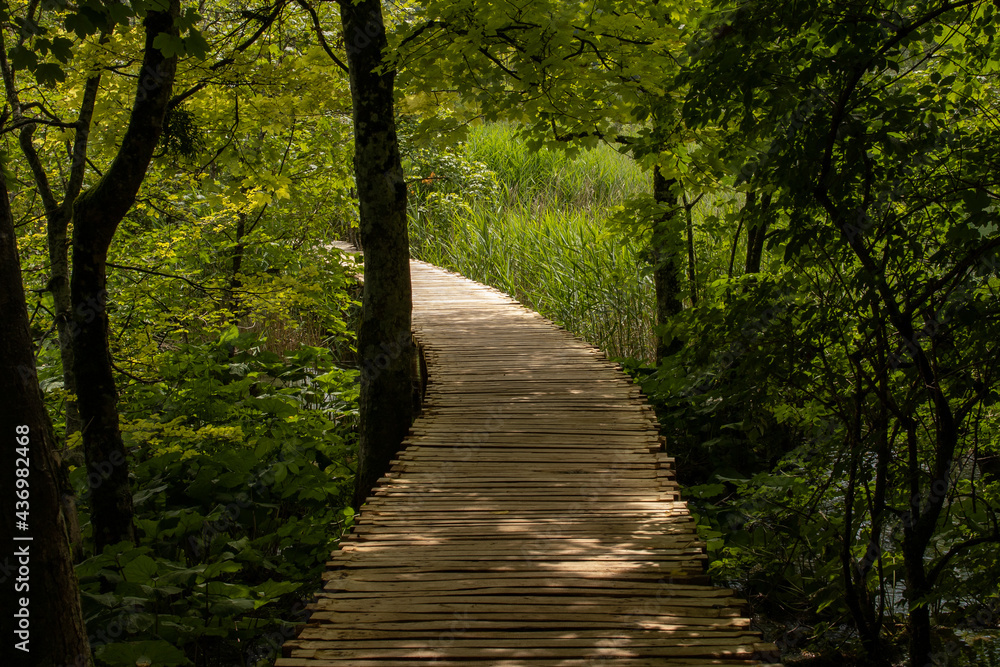 Wooden walkway through a forest leading to a bright spot Wooden walkway through a forest leading to a bright spot