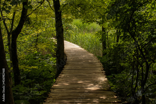 Wooden walkway through a forest leading to a bright spot © Valerie
