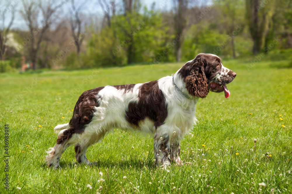 A beautiful dog of breed English Springer Spaniel stands on a green lawn. Hunting dog breed.
