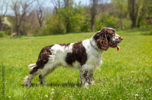 A beautiful dog of breed English Springer Spaniel stands on a green lawn. Hunting dog breed.