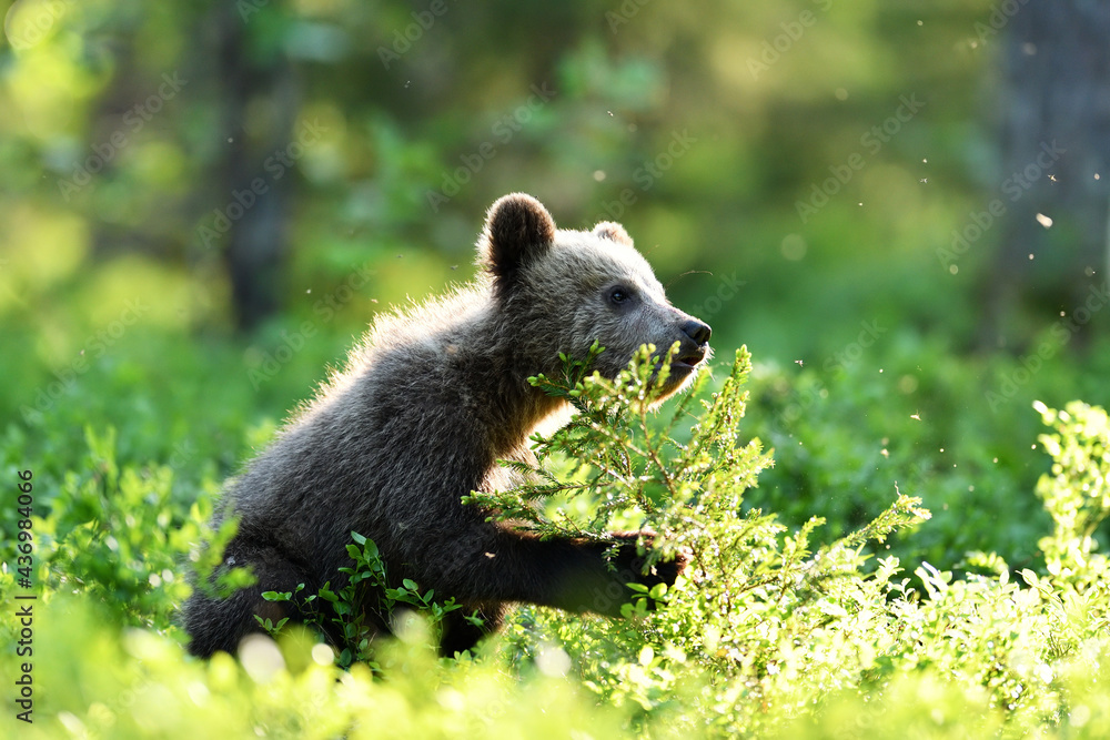 Fototapeta premium brown bear cub in the summer forest