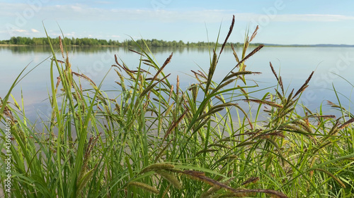 Water landscape with cane. Swaying reeds in wind by river