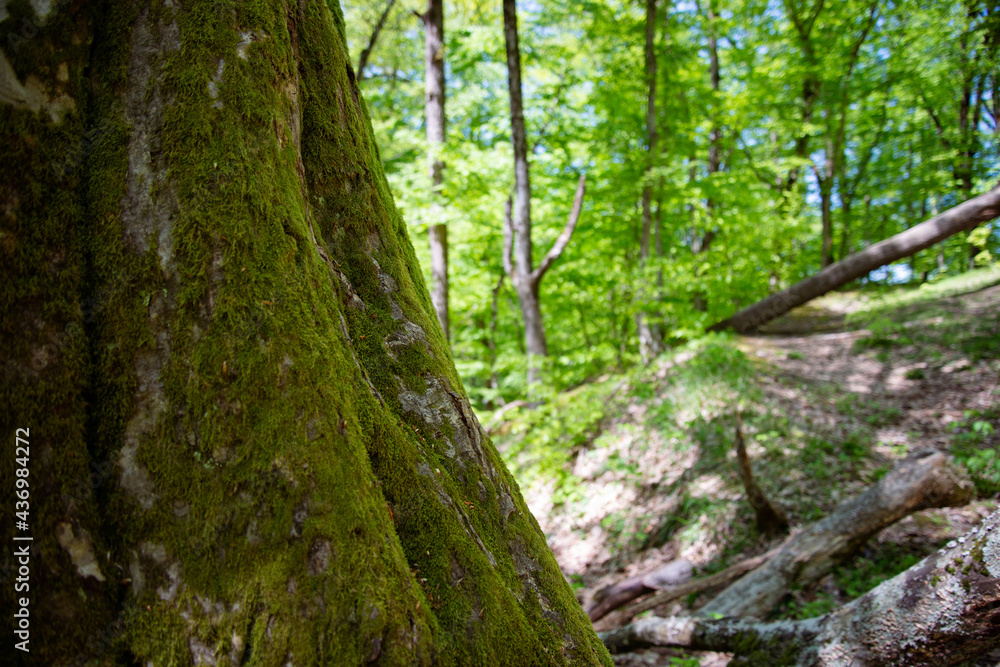 Beautiful interlacing of trees. Bark Tesxtura. Mysterious forest background.