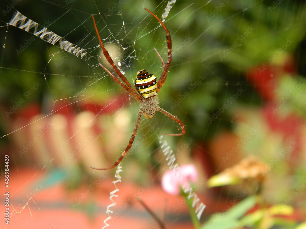 spider on a web spider on a web