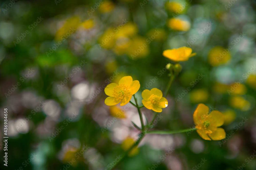 Beautiful bloom in bright colors. Spring background. Beautiful bloom in bright colors. Spring background.