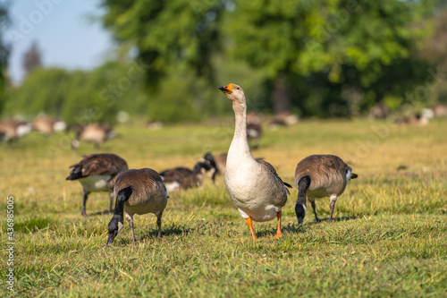 A white-gray goose with orange beak grazes on the meadow. 