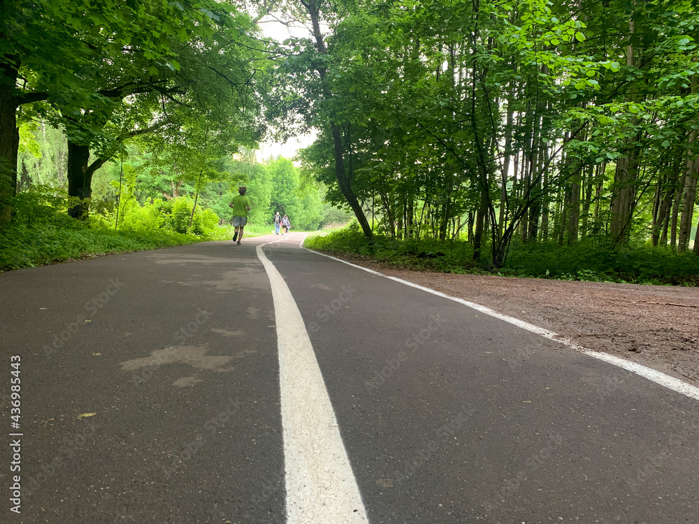 road in the woods road in the woods