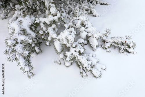Snow covered pine trees, North China © zhang yongxin