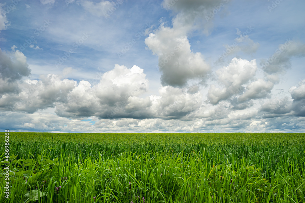 Green Grass Field With Blue Sky White Clouds Green Grass Field With Blue Sky White Clouds