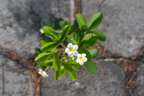 Strawberry bush sprouted through the asphalt. View from above