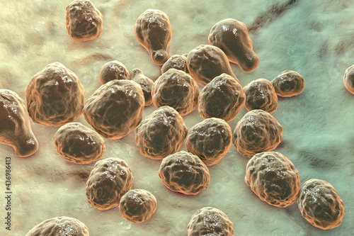 Pathogenic yeast fungus Cryptococcus neoformans which causes cryptococcal meningoencephalitis and lung disease in immunocompromised patients photo