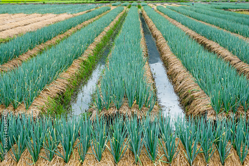 Εκτύπωση καμβά A neat verdant scallion field surrounded by water for irrigation
