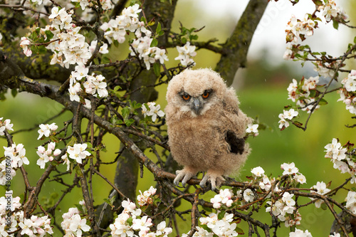 One six week old owl chick eagle owl sits in a tree full of white blossoms. Orange eyes look at you