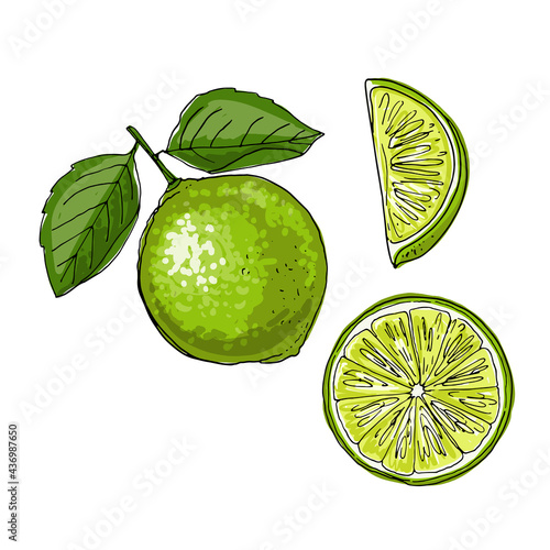 Lime. Vector drawing of food. Citrus. Exotic food drawings