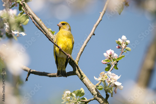 Ein Grünfink sitzt auf einem Ast im blühenden Apfelbaum.