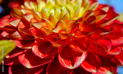 farbenprächtige, blühfreudige Sommerblumen Dahlien -Georginen genannt