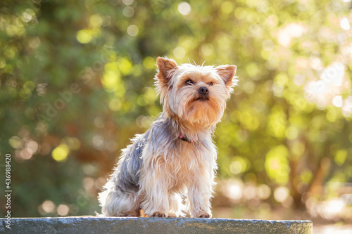 yorkshire terrier sitting in a forest