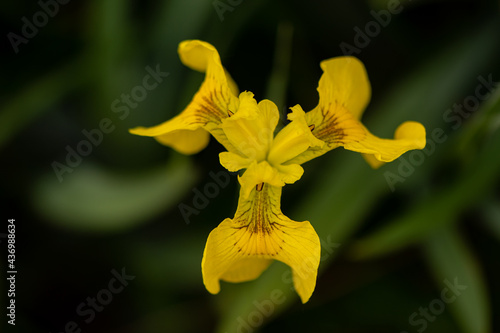 Yellow Flag Iris in a water meadow